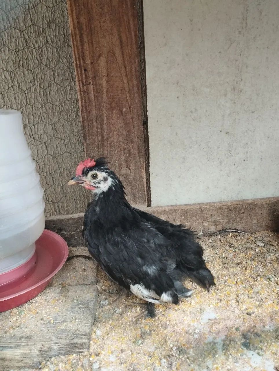 Garnize sura de ovos azuis  - Foto 5