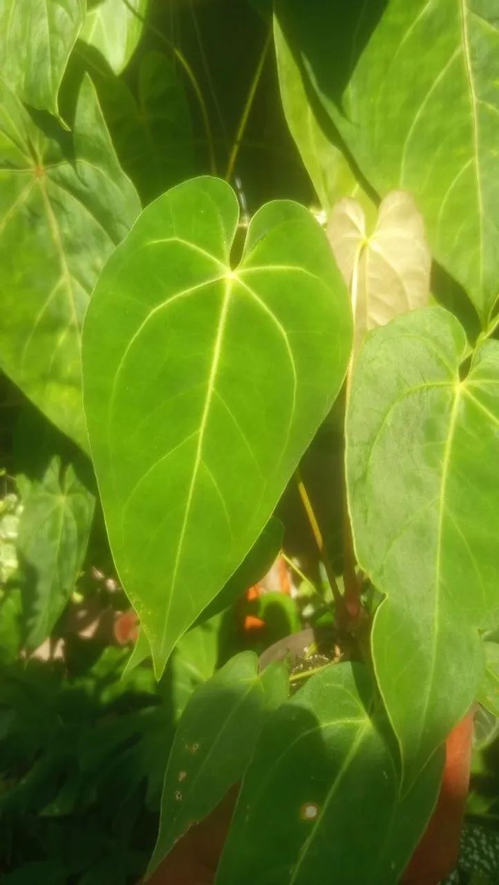Anthurium Cristalinum  - Foto 2