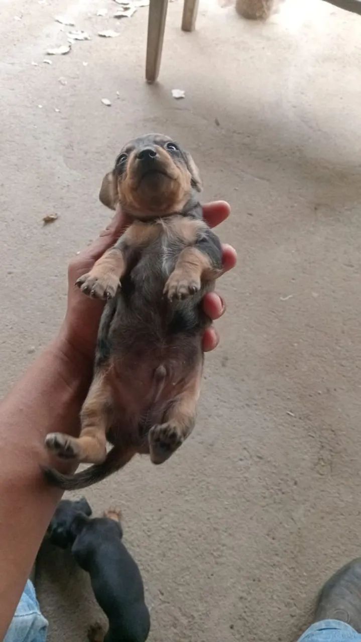 Cachorro Cofap Dachshund - Foto 2