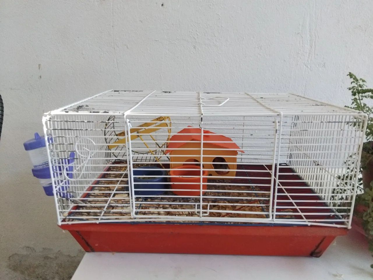 Hamster chinês 