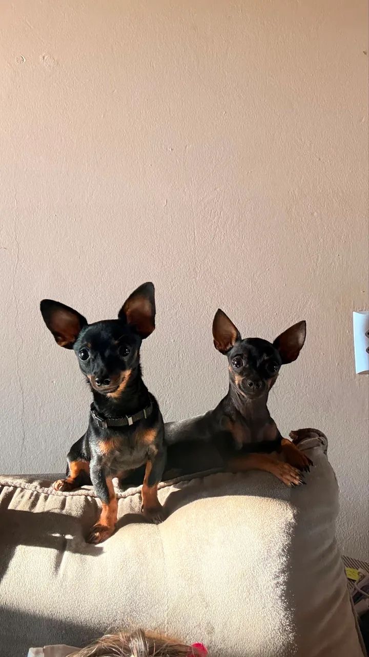 Pinscher Fêmeas e Macho - Foto 5