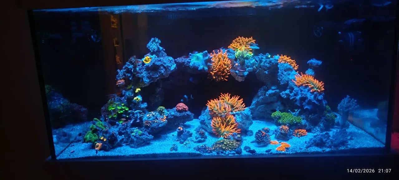 Aquário Marinho completo 