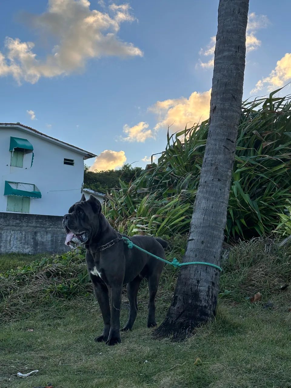 Cane Corso - Procuro uma namorada  - Foto 4