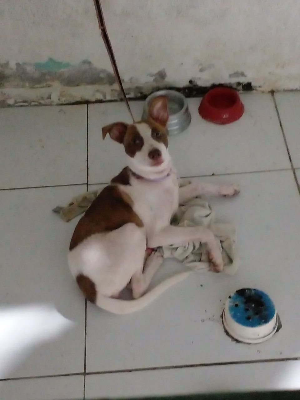 cachorrinha pra doação - Foto 4