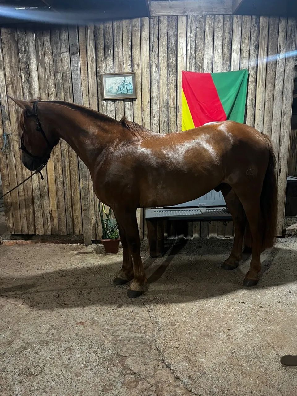 Cavalo capado