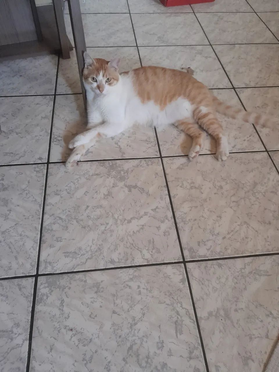 Gato precisando de um lar .