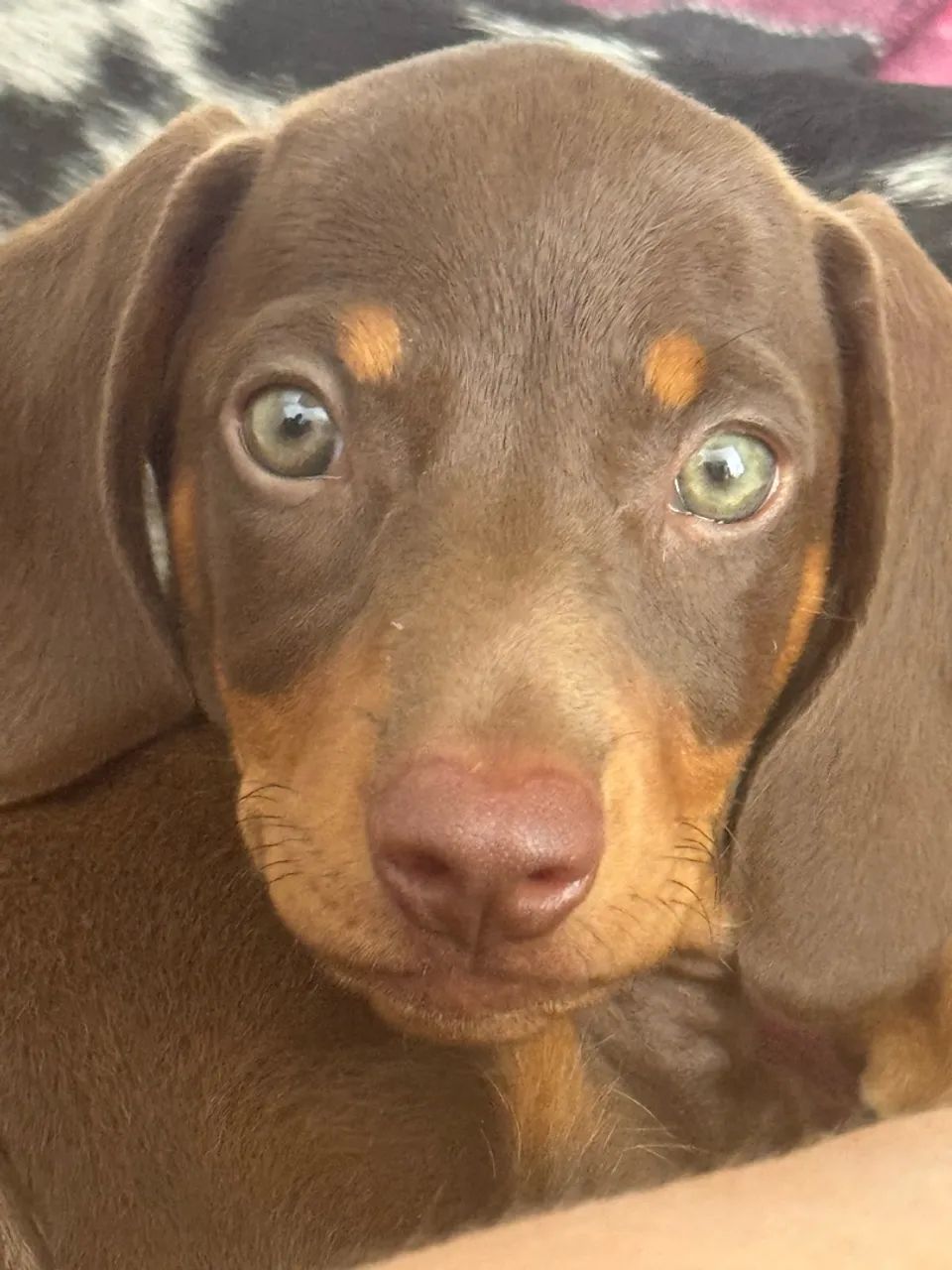 Dachshund salsicha