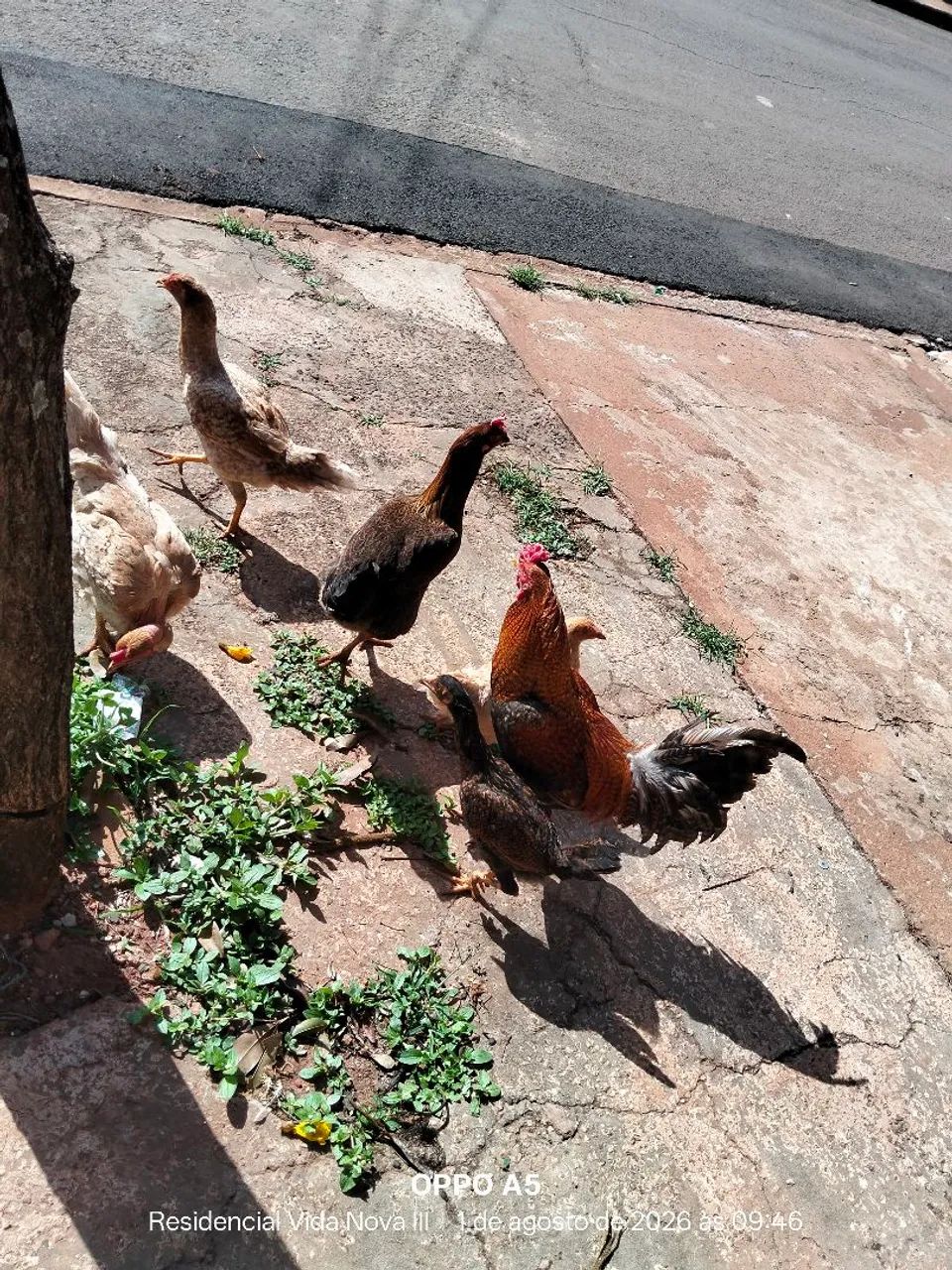 Galinha caipira - Foto 2