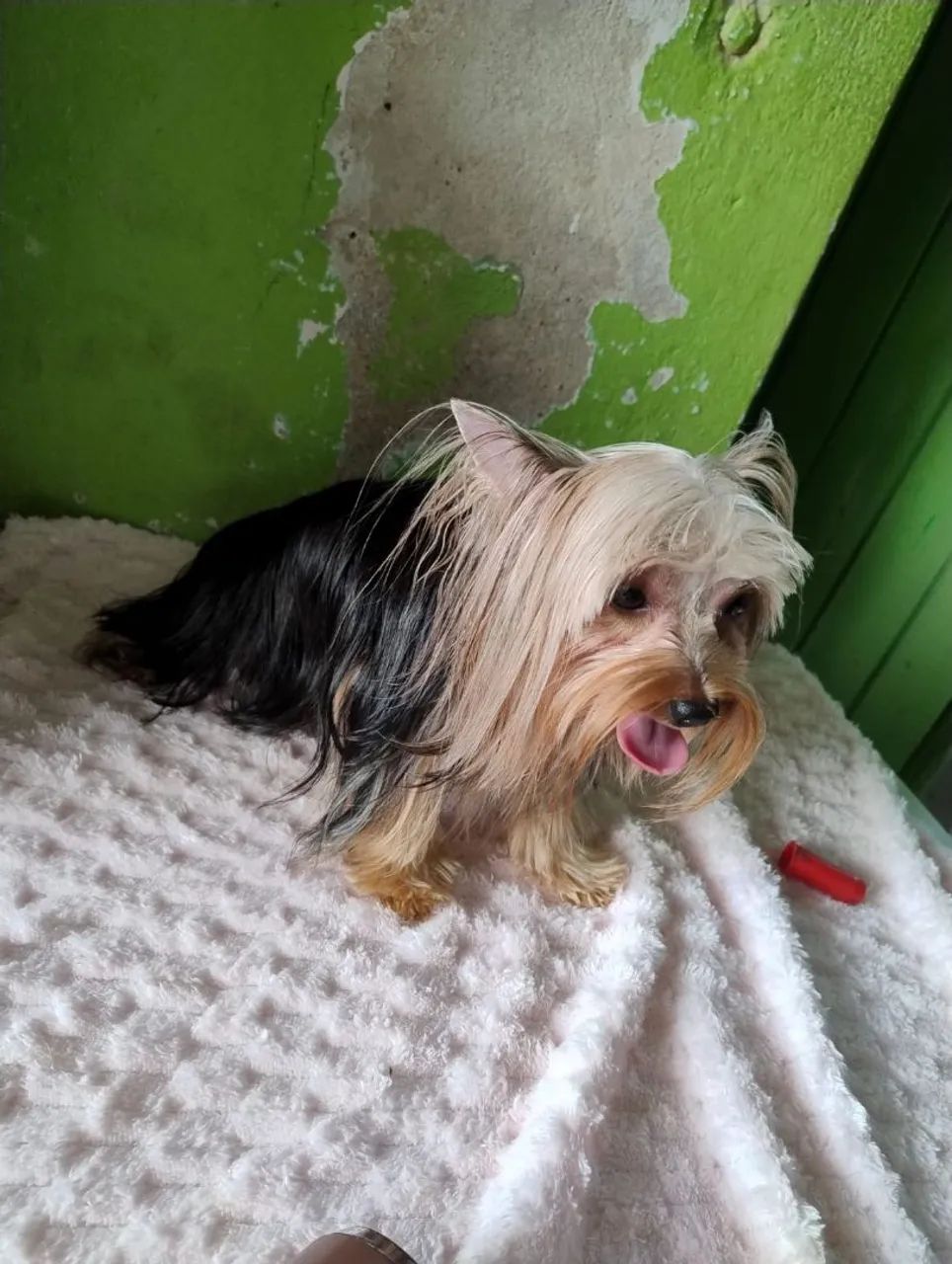 Yorkshire terrier mini - Foto 5