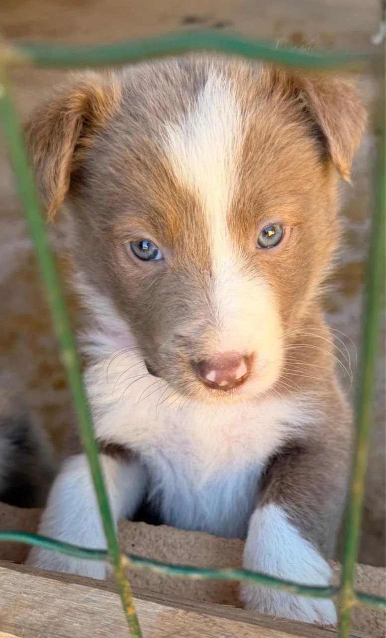 Boder collie  - Foto 2