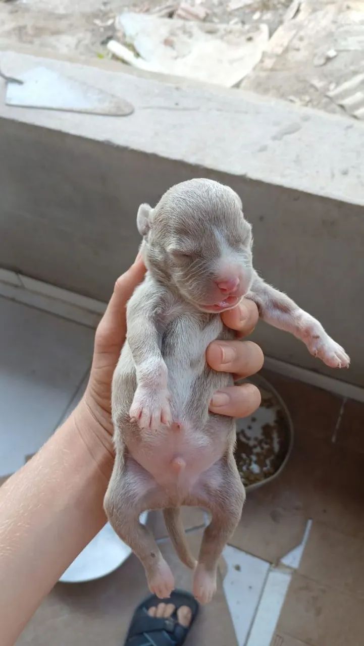 Pit Bull a venda  - Foto 4