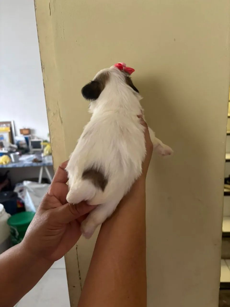 Bebês Shitzu disponível  - Foto 3