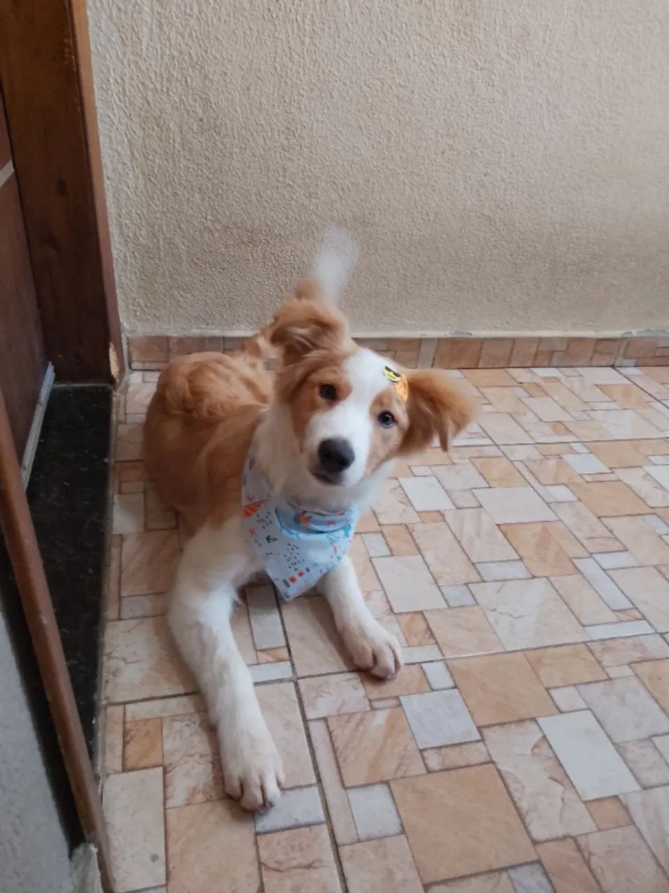 Boder collie  - Foto 5