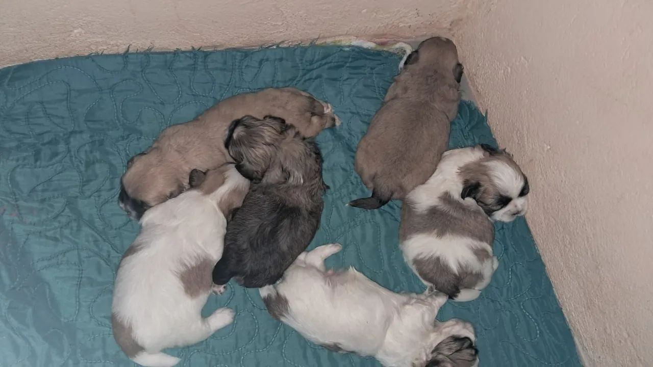 Shih Tzu Mini - Foto 4