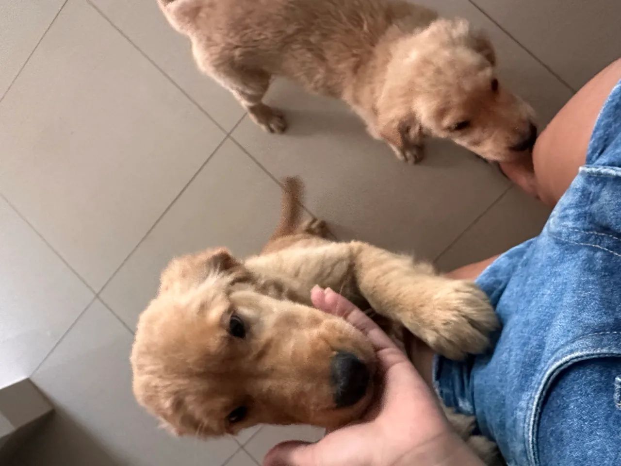 Golden retriever  - Foto 3