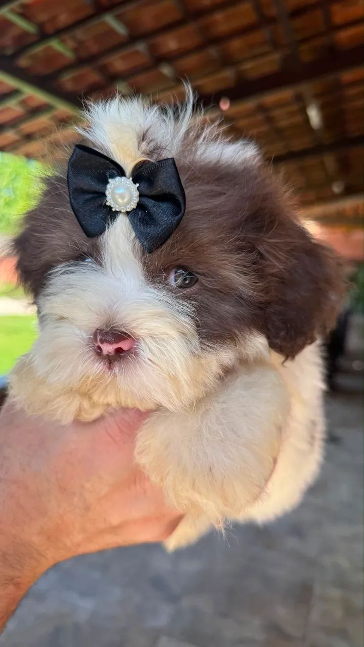 Lhasa Apso Macho e Fêmea 