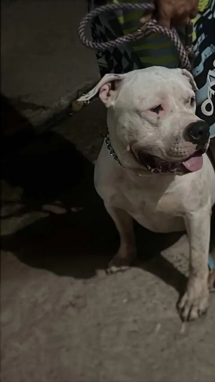 Pitbull - Foto 5
