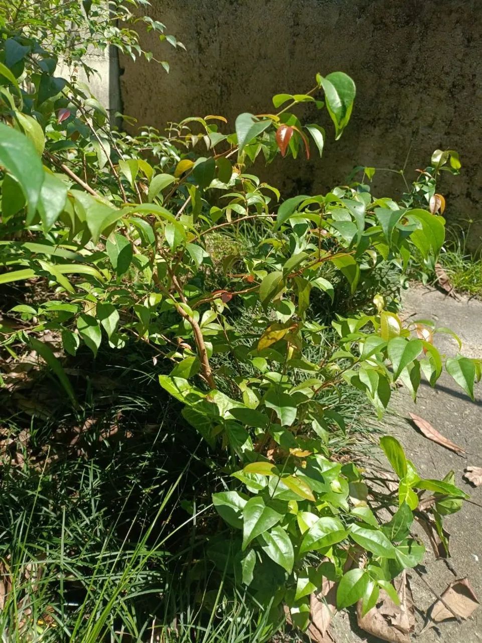 Mudas frutíferas  - Foto 2