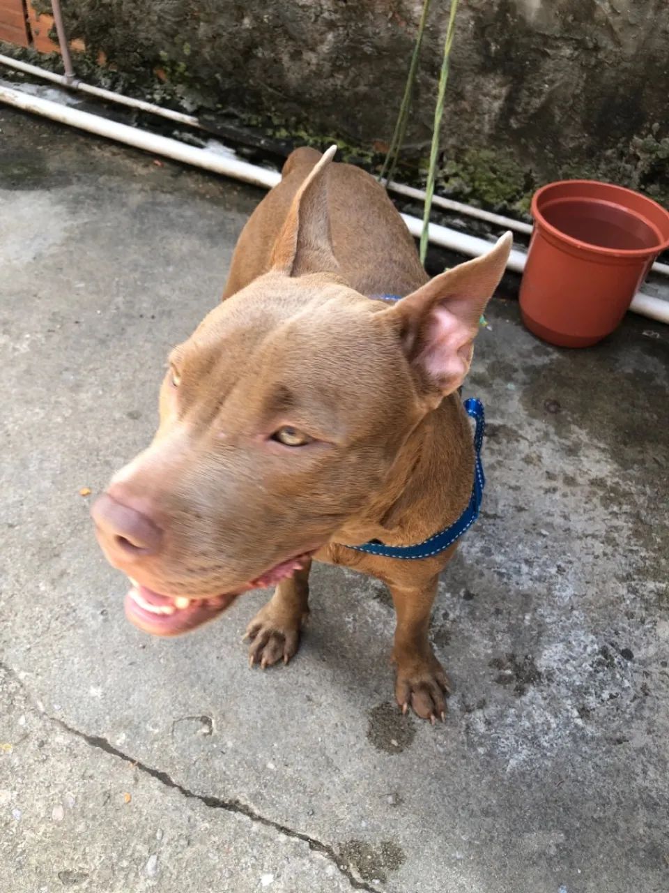 Cachorro pit monster - Foto 3