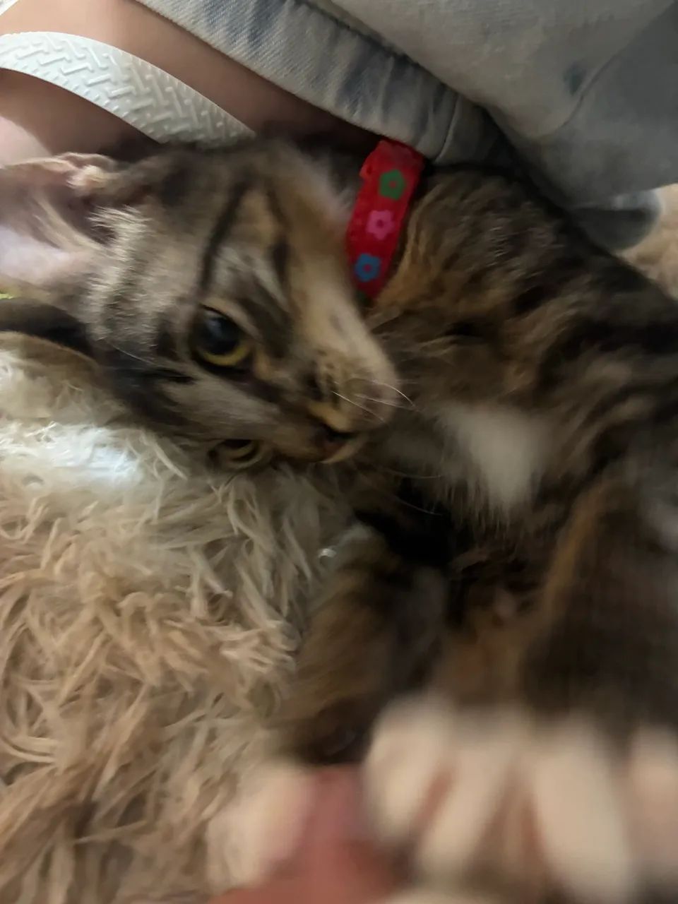 Gatinha para adoção - Foto 3
