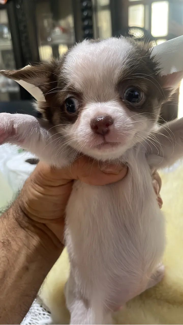  Chihuahua  - Foto 2