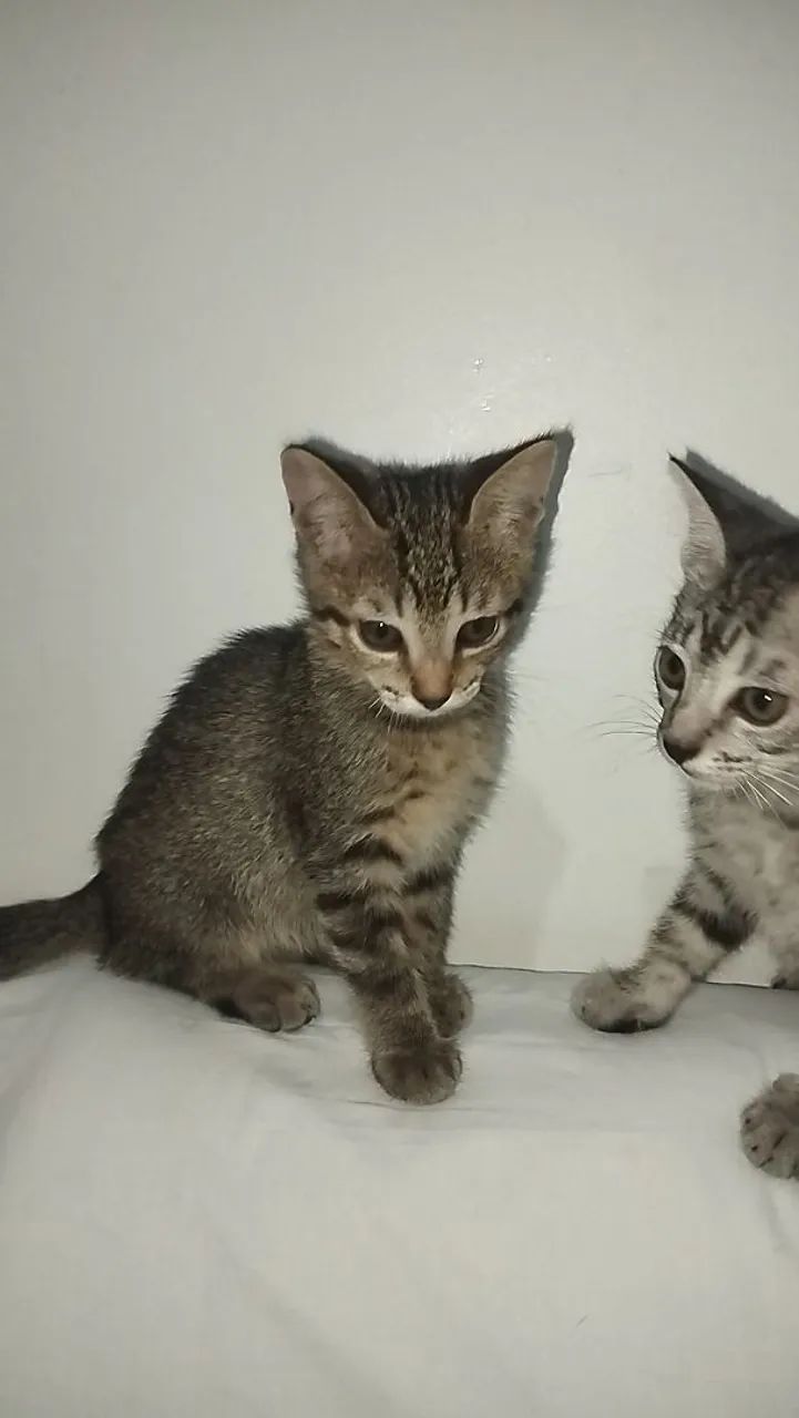 Doação de gatos - Foto 3