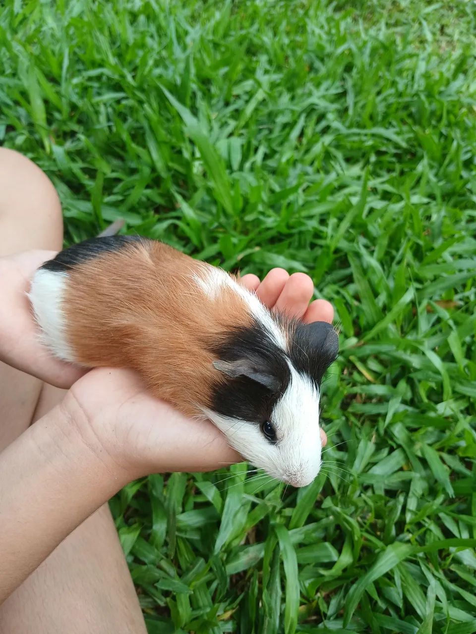 Porquinho da india. - Foto 5