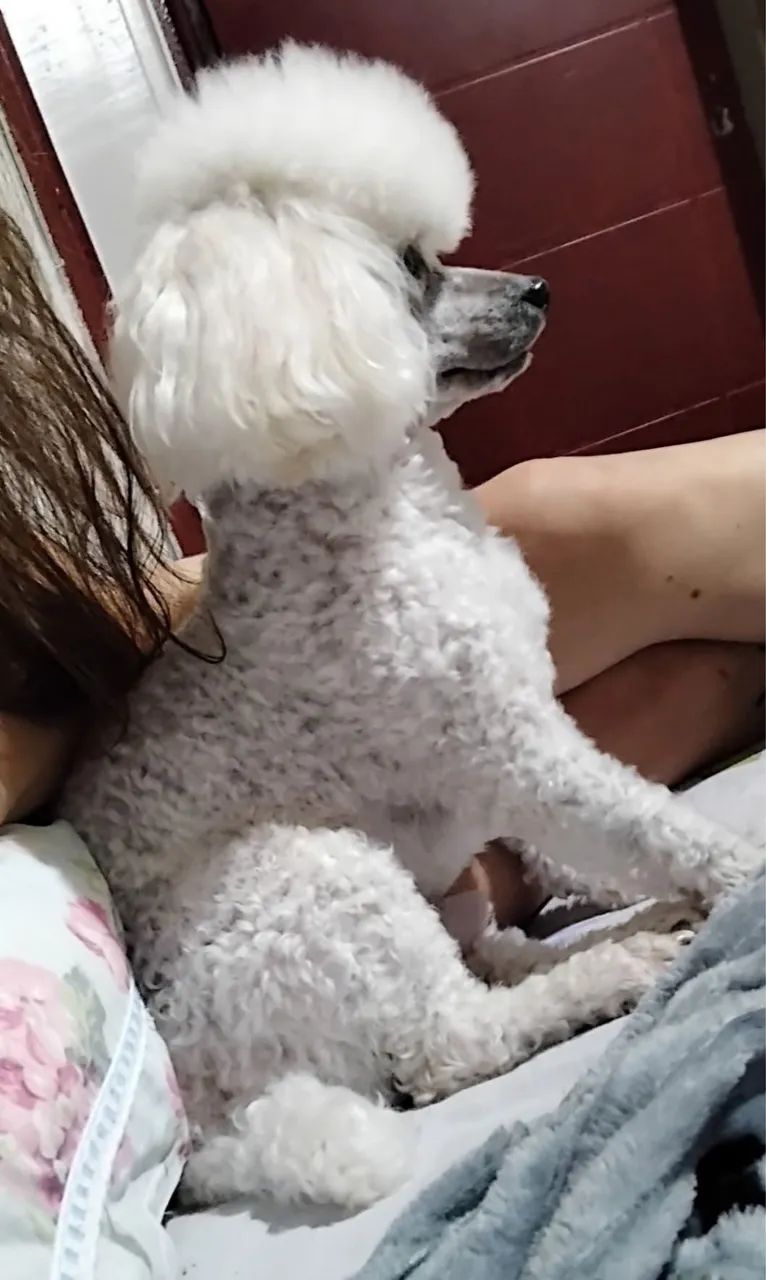 Poodle toy  - Foto 2