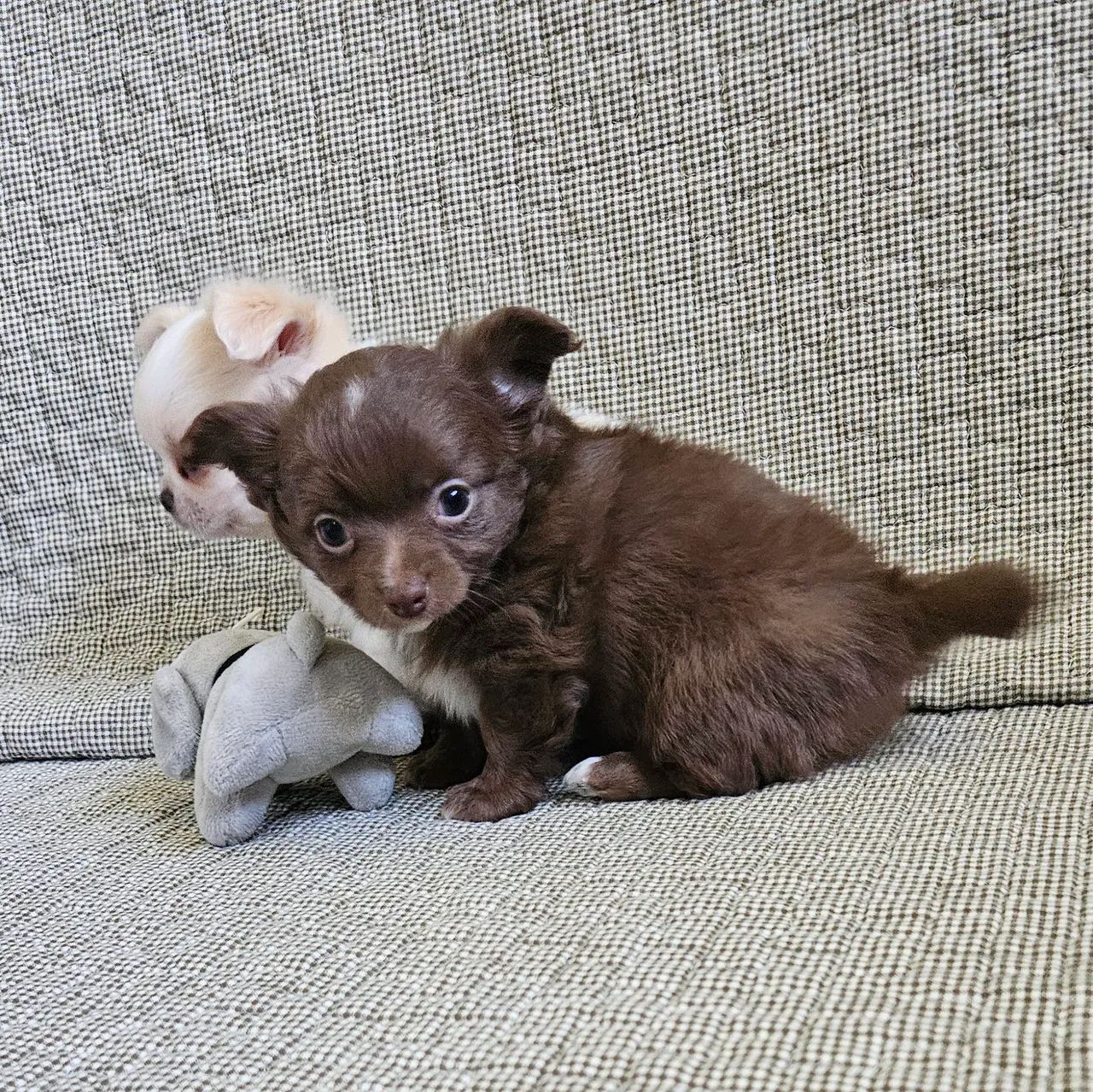 Chihuauha  - Foto 2