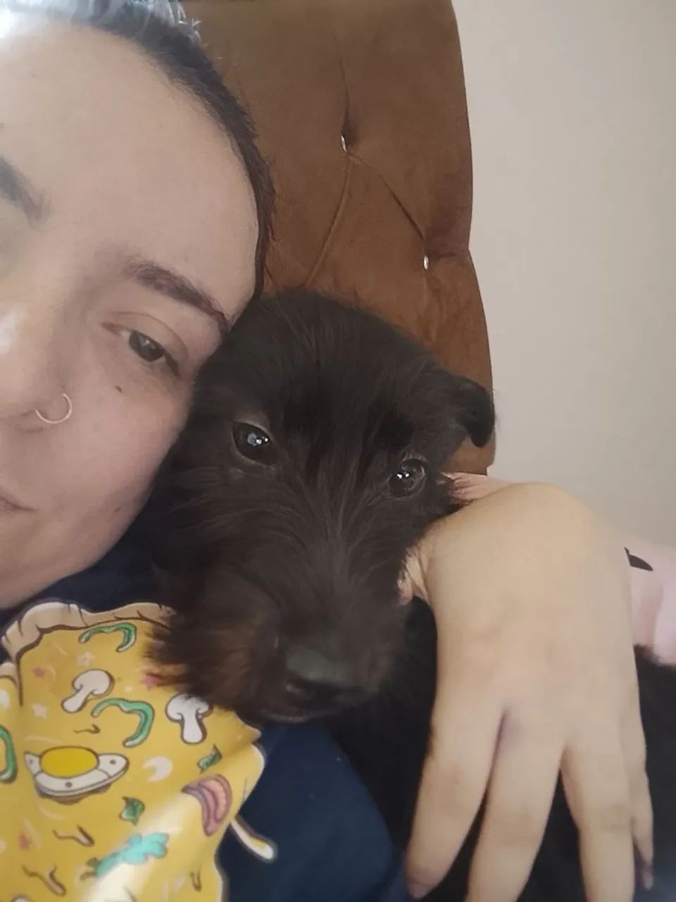 Schanuzer para doação - Foto 3