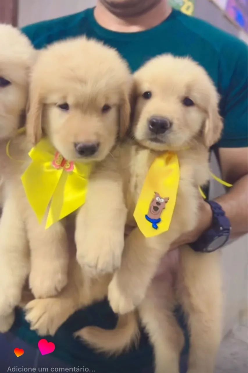 Golden retriever 