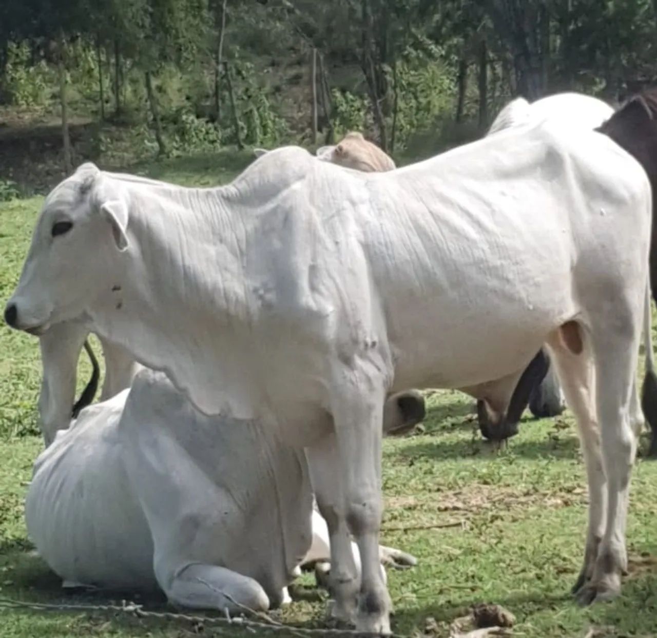 Vendo bezerro tabapuã para reprodutor