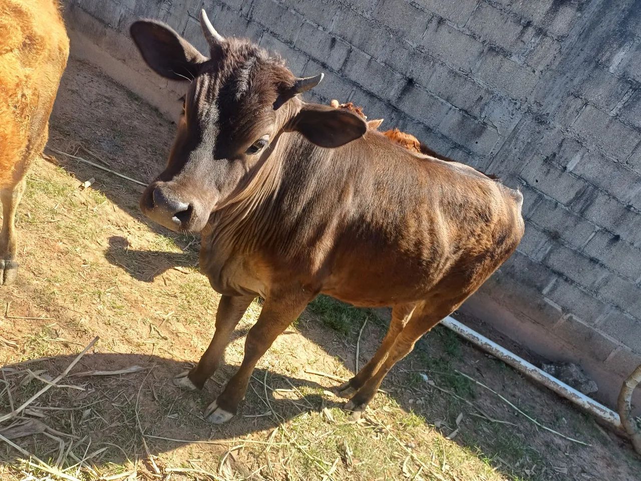 Novilha - Foto 2