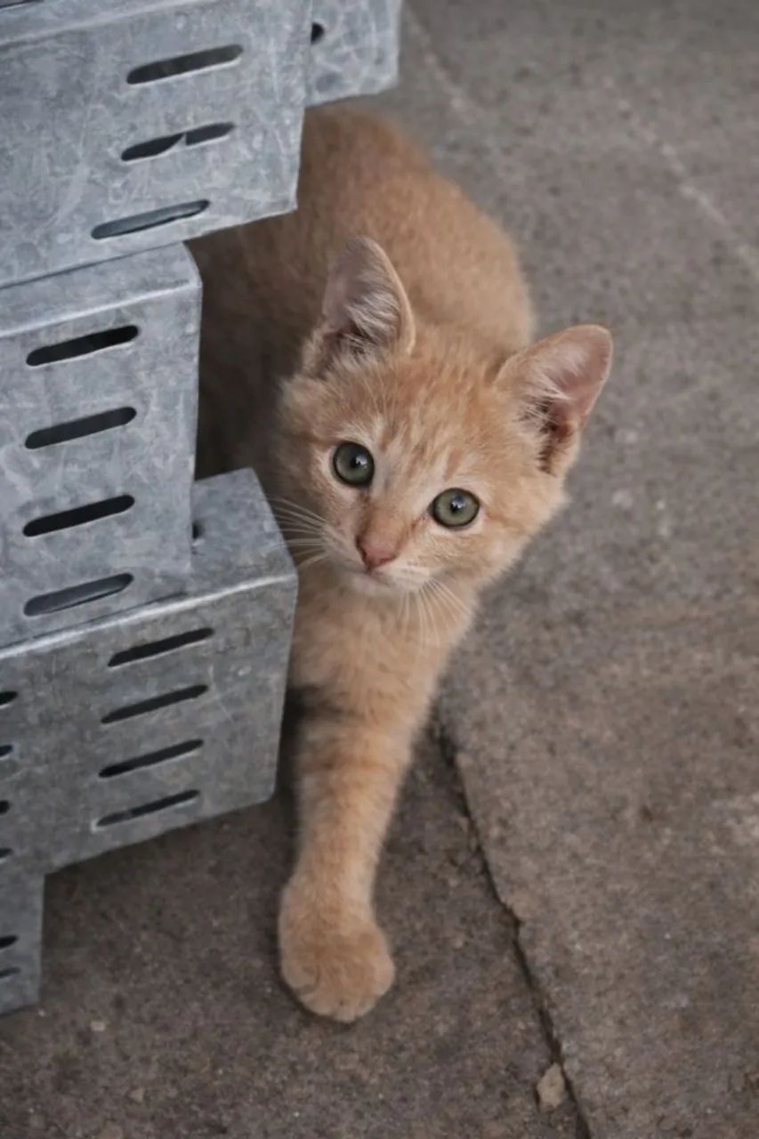 Gatinho Laranja Filhote Macho para adoção - Rio de Janeiro RJ - Foto 2