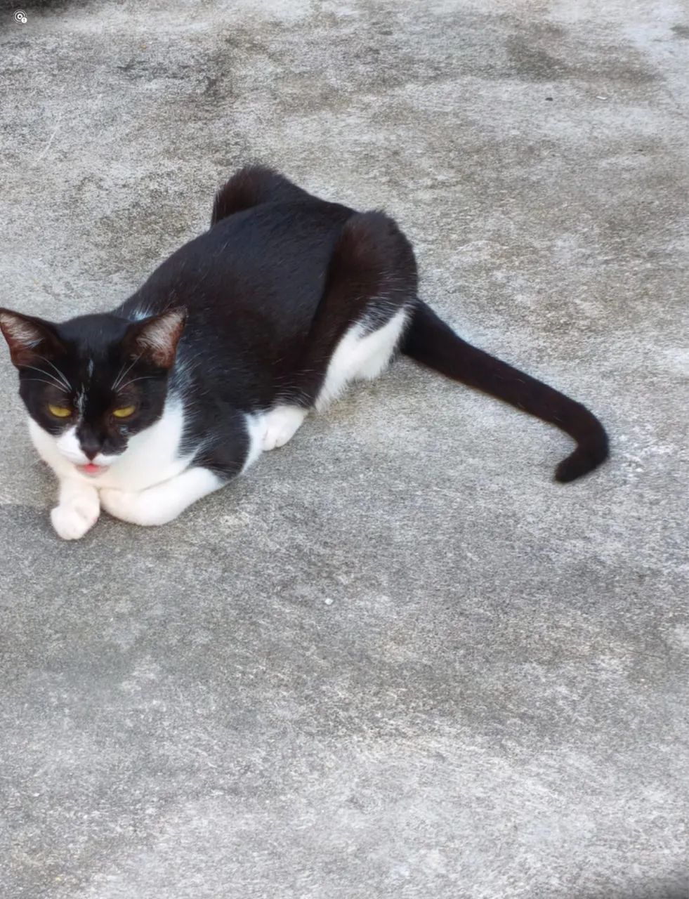 Gata para adoção responsável  - Foto 2