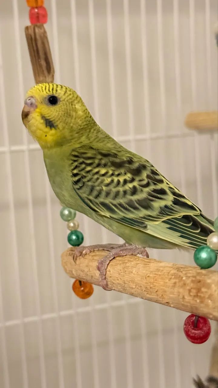 Australianos 