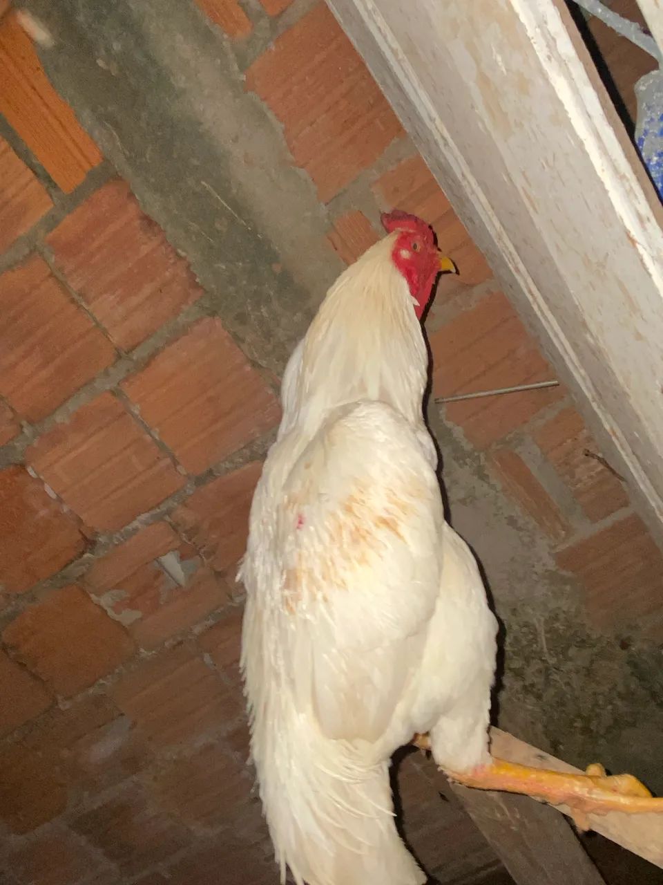 Galo indiano - Foto 3