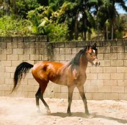 Cavalo - Foto 3