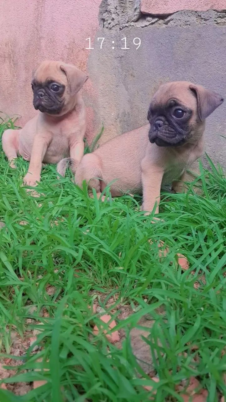 Pug disponíveis  - Foto 5