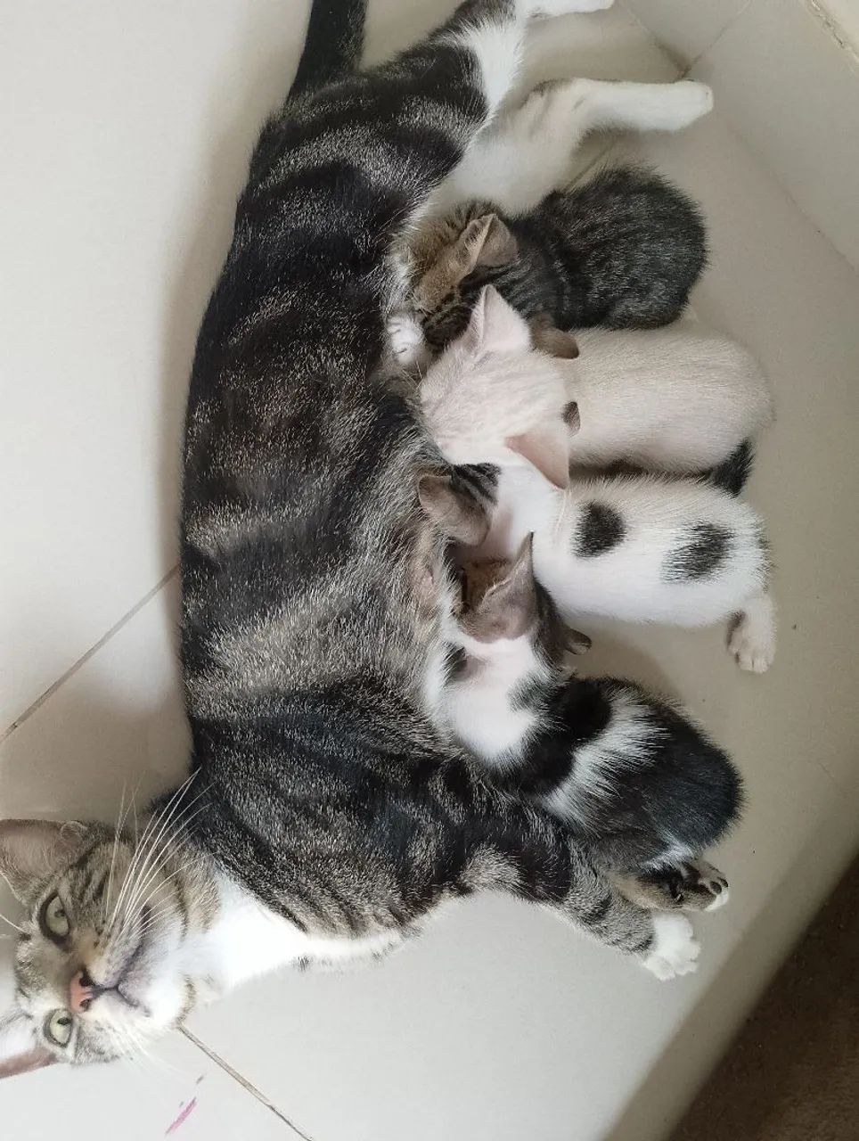 Doação de gatinhos 