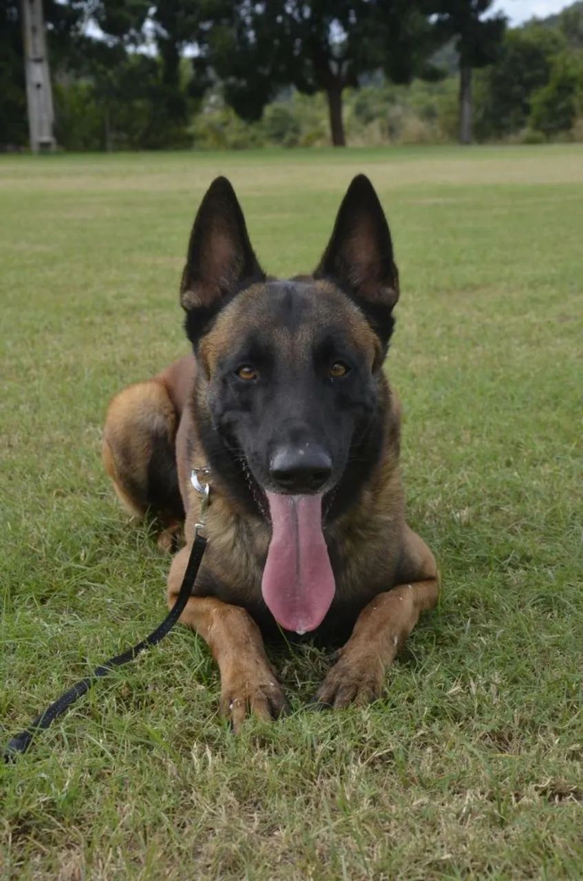 3.000 R$ FILHOTE  - Foto 2