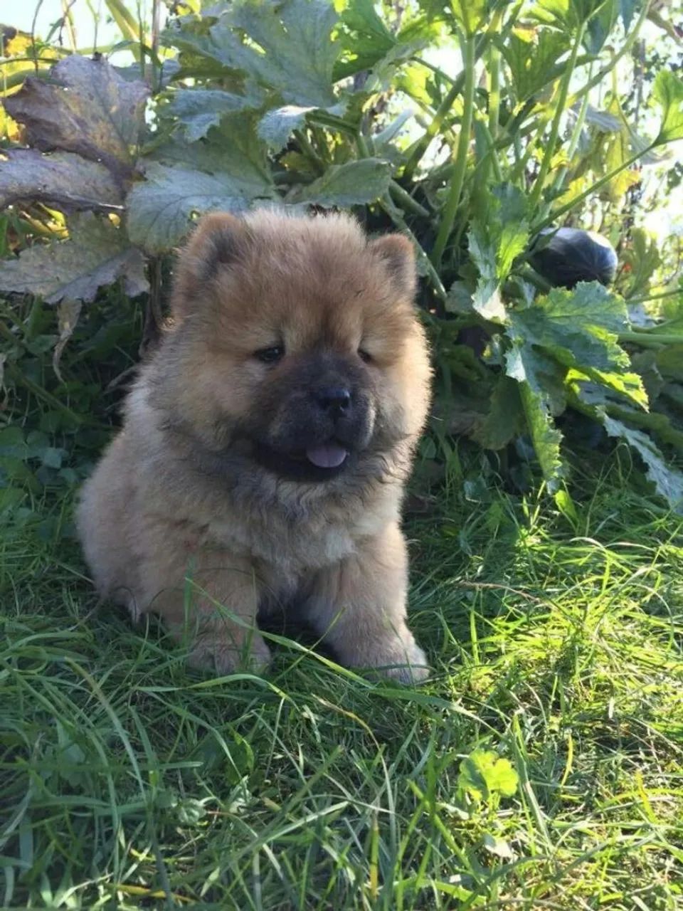 Chow chow lindo e saudavel 