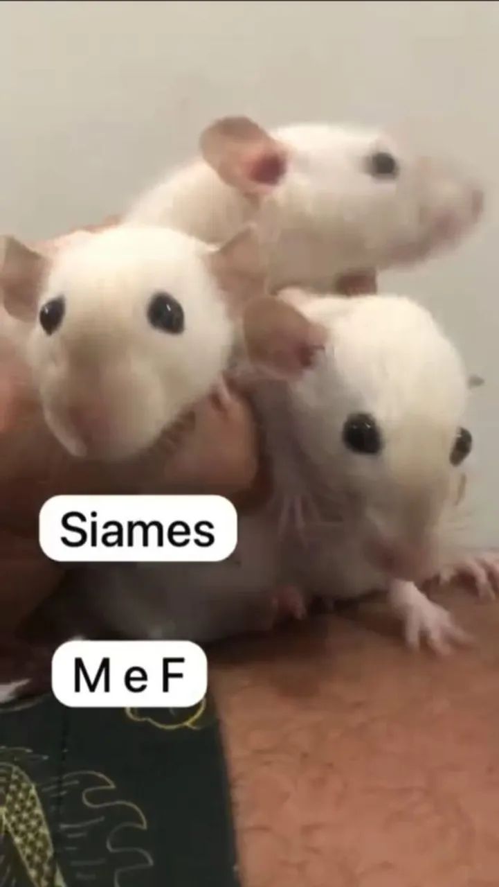 Ratos Twister, rato de laboratório, rato branco, mercol, neonatos, rato branco