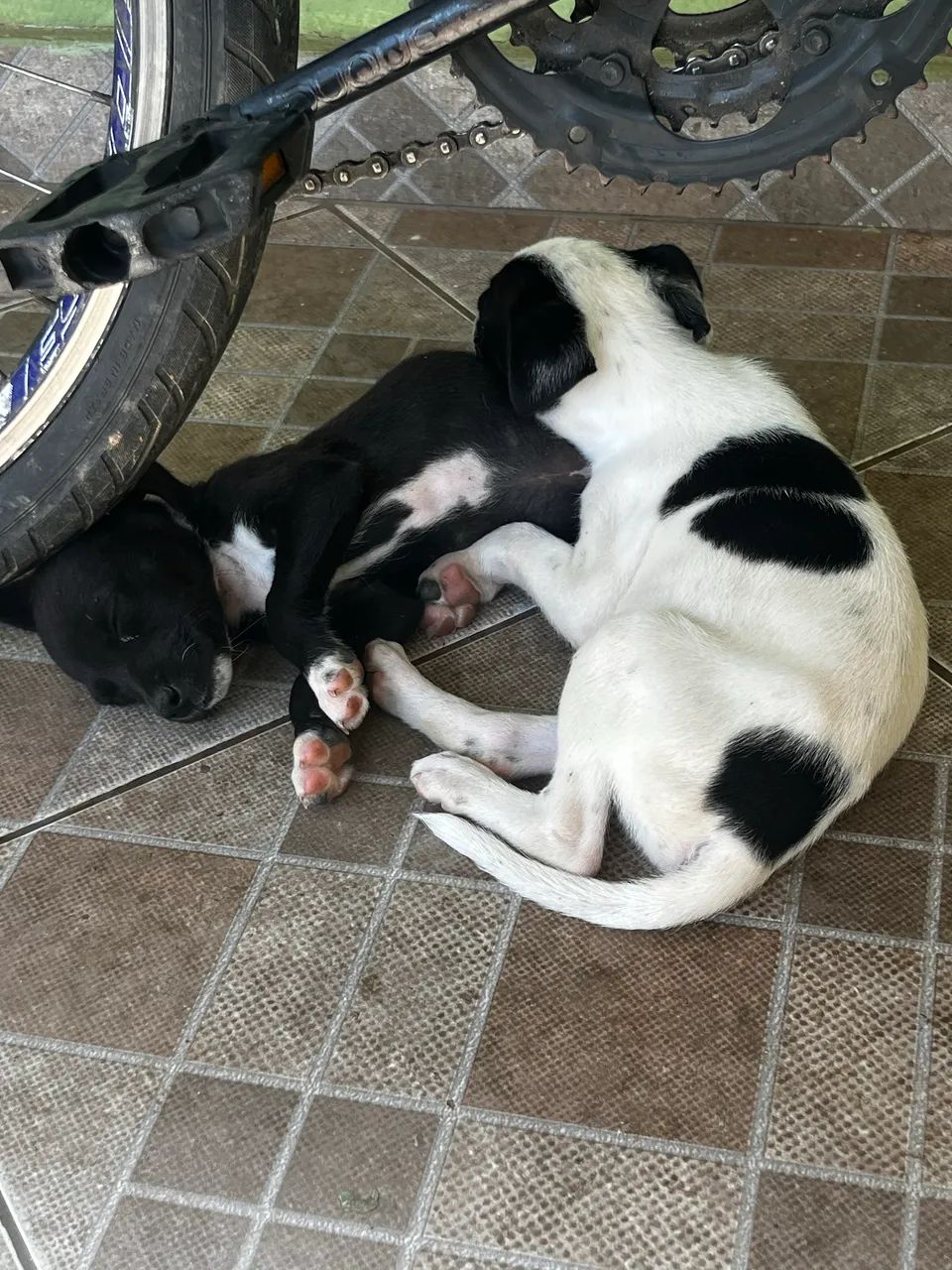Doação  - Foto 3