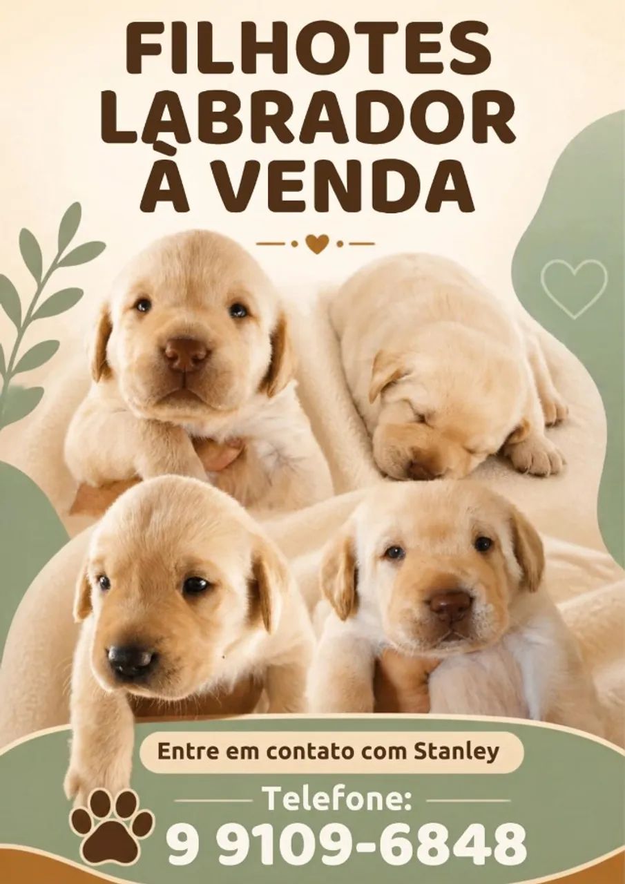 FILHOTES DE LABRADOR