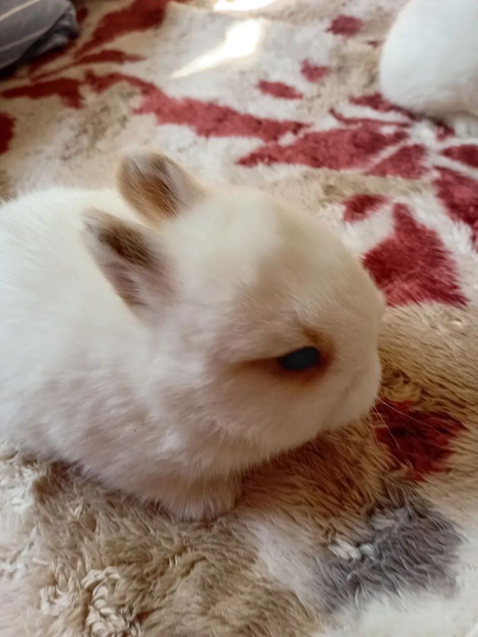Coelho de Netherland dwarf 