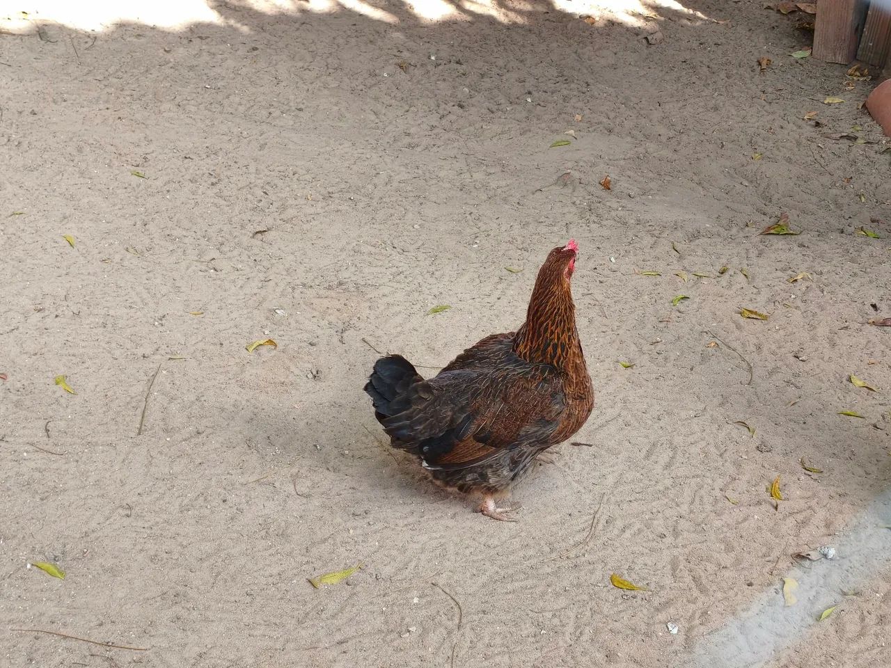 G@linh@s - Foto 2