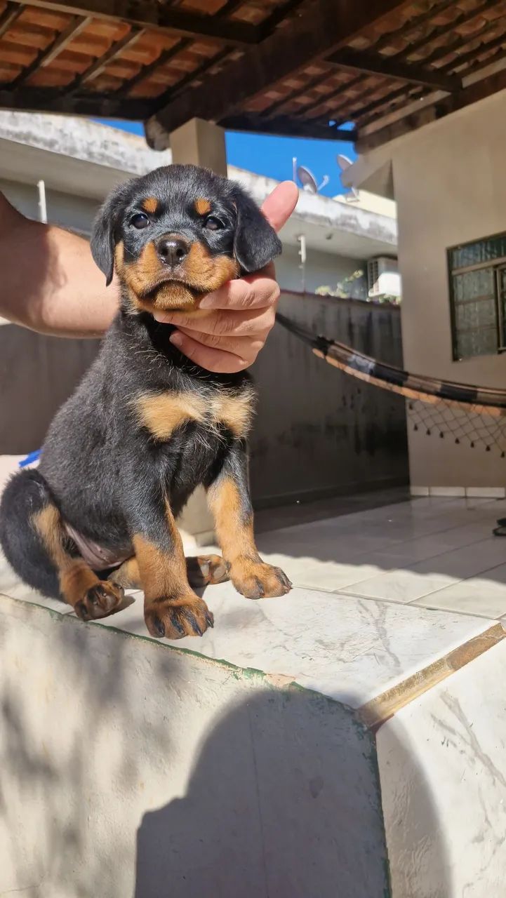 Filhotes de rottweiler 