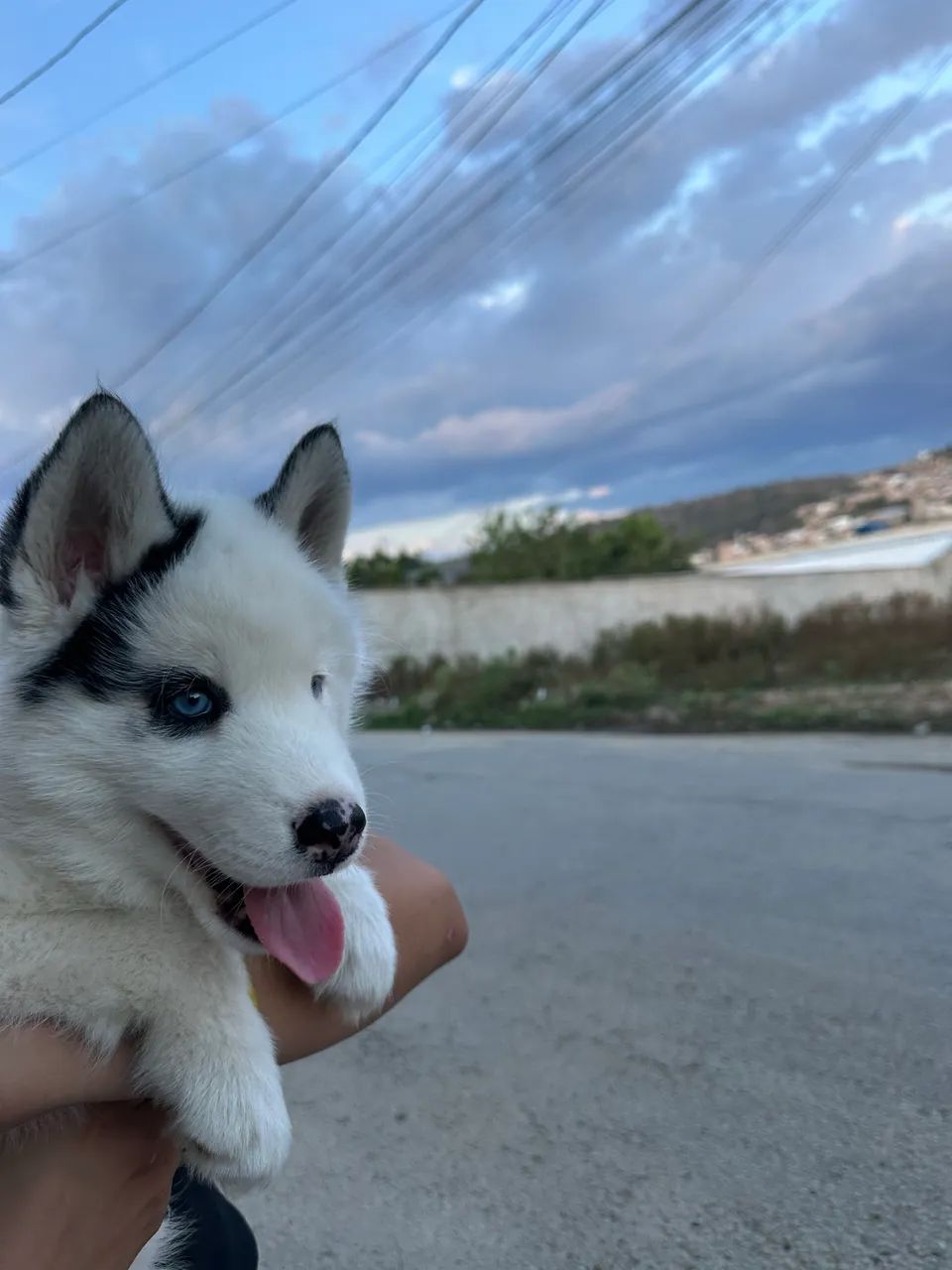 Filhote de husky  - Foto 2