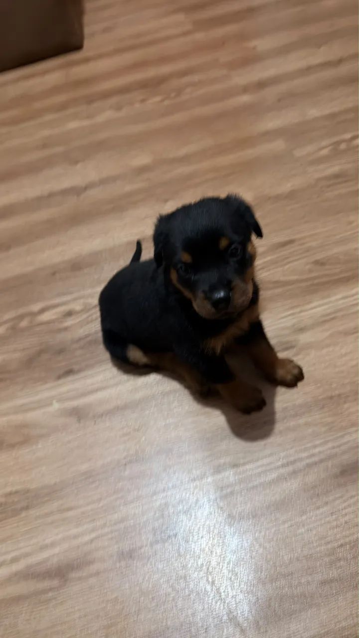 Rottweiler macho  - Foto 5
